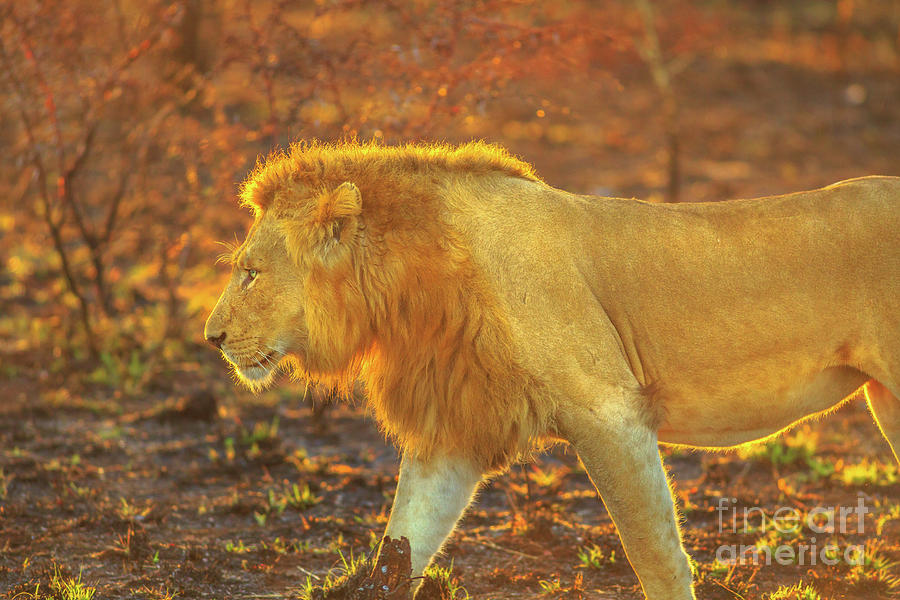 Male Lion safari Photograph by Benny Marty