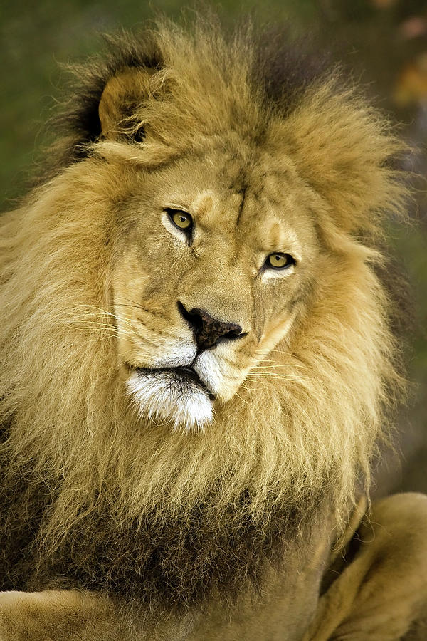 Male Lion Photograph by Sam Antonio Photography