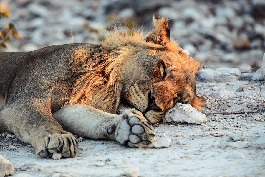 Male Lion Sleeping In The Setting Sun In The Etosha National Park ...