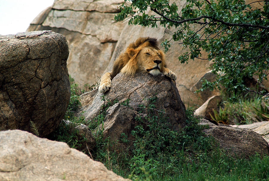Male lion sleeping on a rock in Africa. Photograph by John Dominis