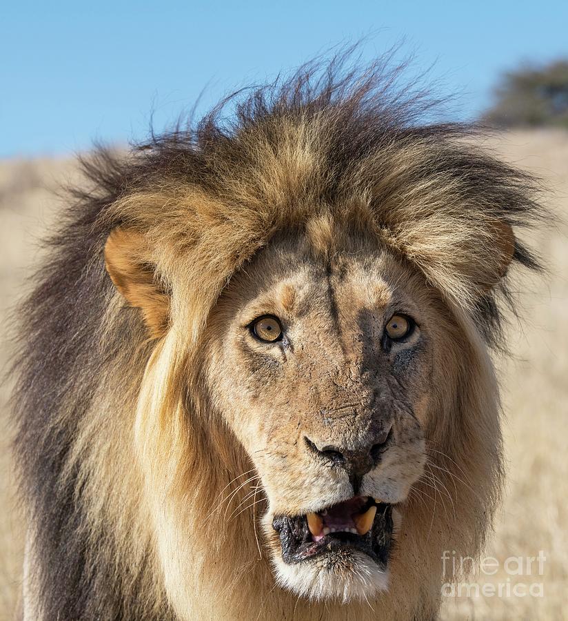 Male Lion Snarling Photograph by Tony Camacho/science Photo Library