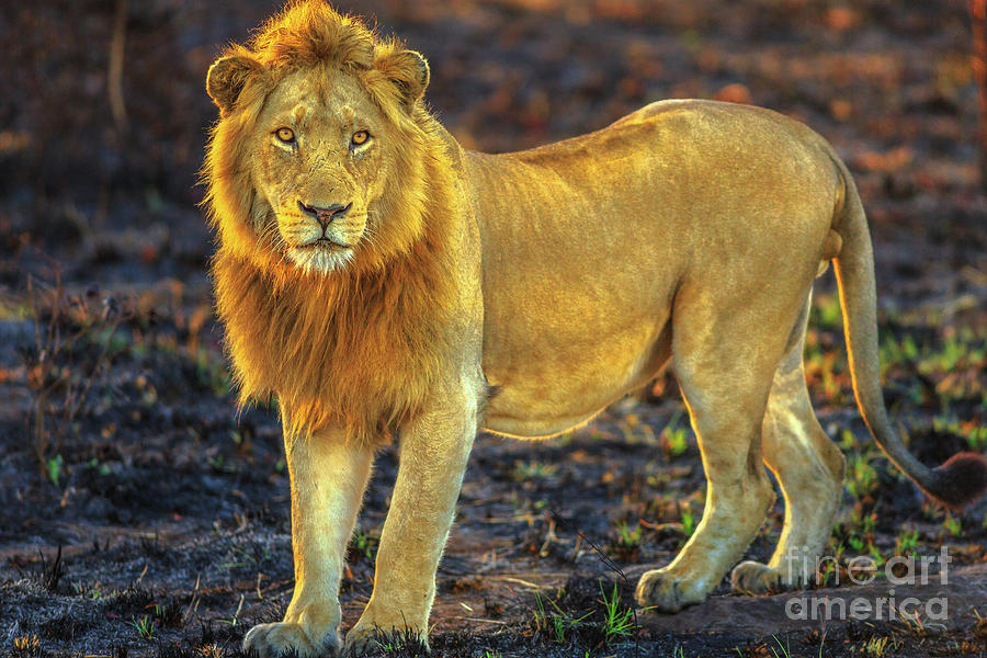 Male Lion standing Photograph by Benny Marty