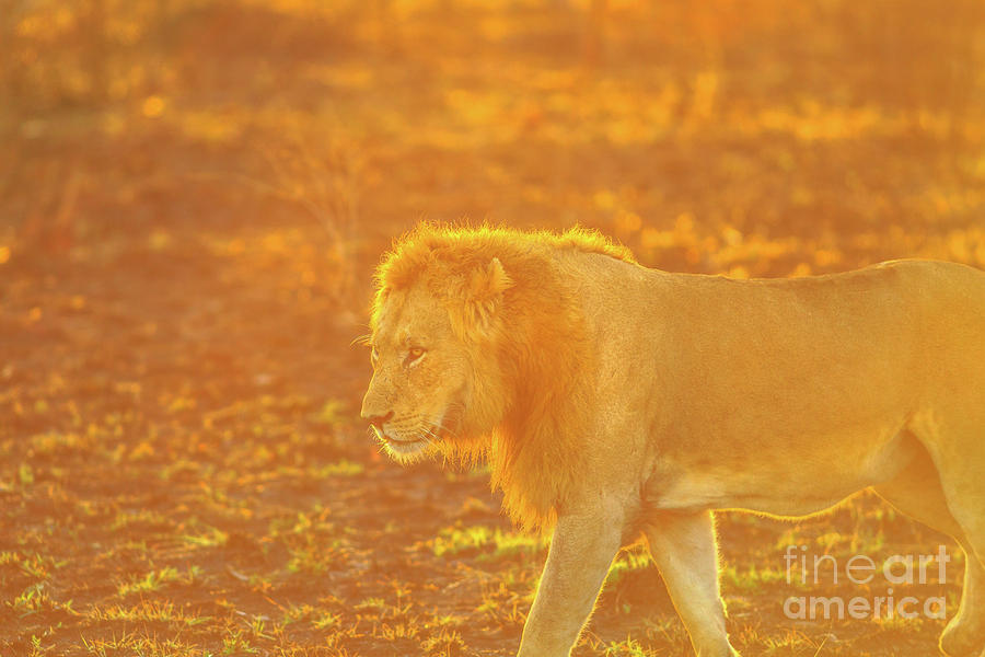 Male Lion walking Photograph by Benny Marty