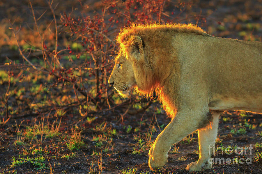 Male Lion walking Kruger Photograph by Benny Marty