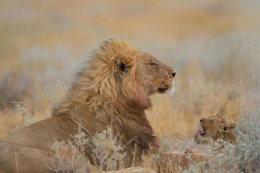 Male Lion With Cub Photograph by Ozkan Ozmen     I     Big Lens Adventures