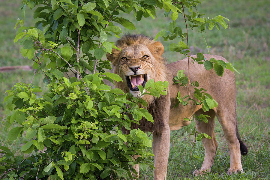 Male Lion With Teeth Bared, Botswana Photograph by Karen Desjardin