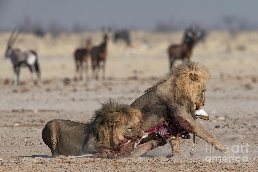 Male Lions Competing Over Springbok Carcass Photograph by Tony Camacho/science Photo Library