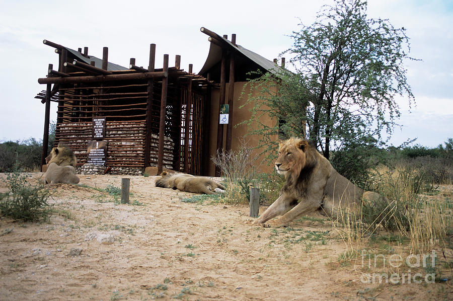 Lion With Porcupine Quills In His Face Photograph by Peter Chadwick/science  Photo Library - Fine Art America