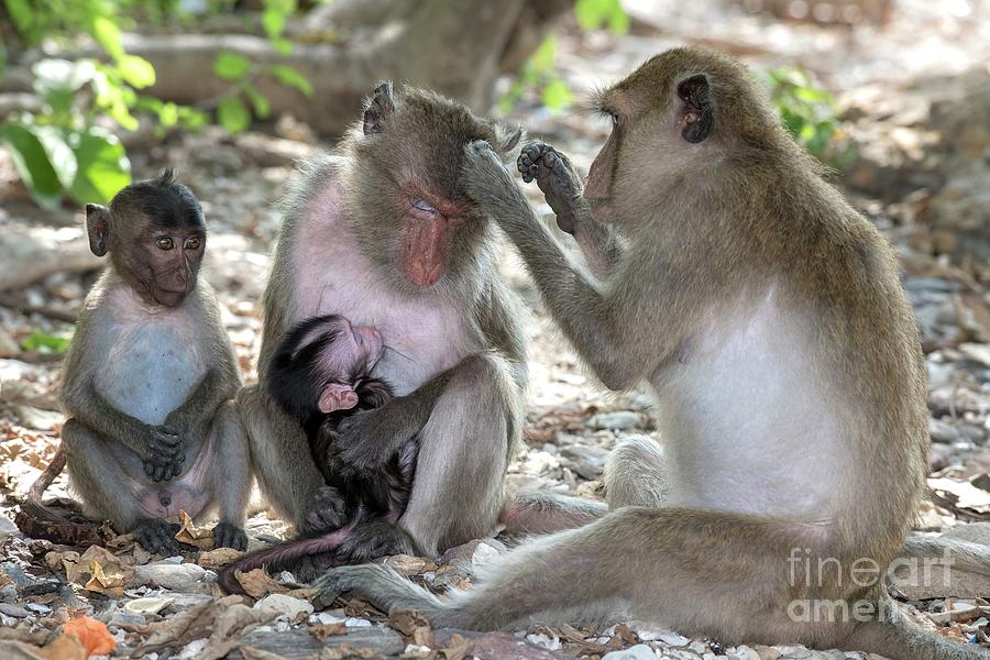 Male Long-tailed Macaque Grooming Female Photograph by Tony Camacho/science Photo Library