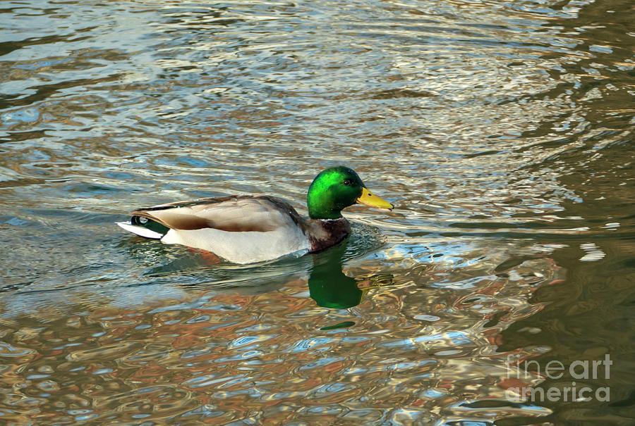 Male Mallard Duck in Water Photograph by Sandra Js