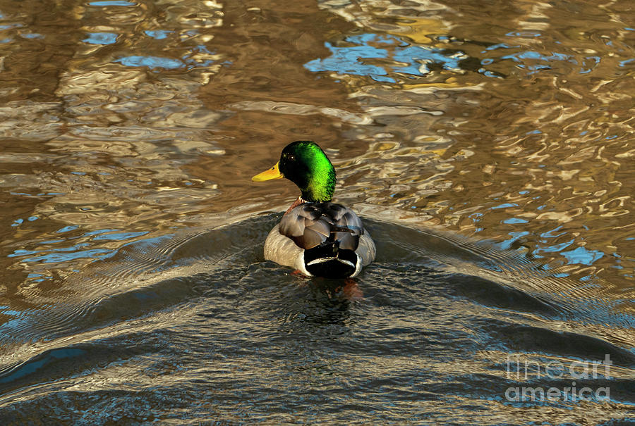 Male Mallard Duck  Photograph by Sandra Js