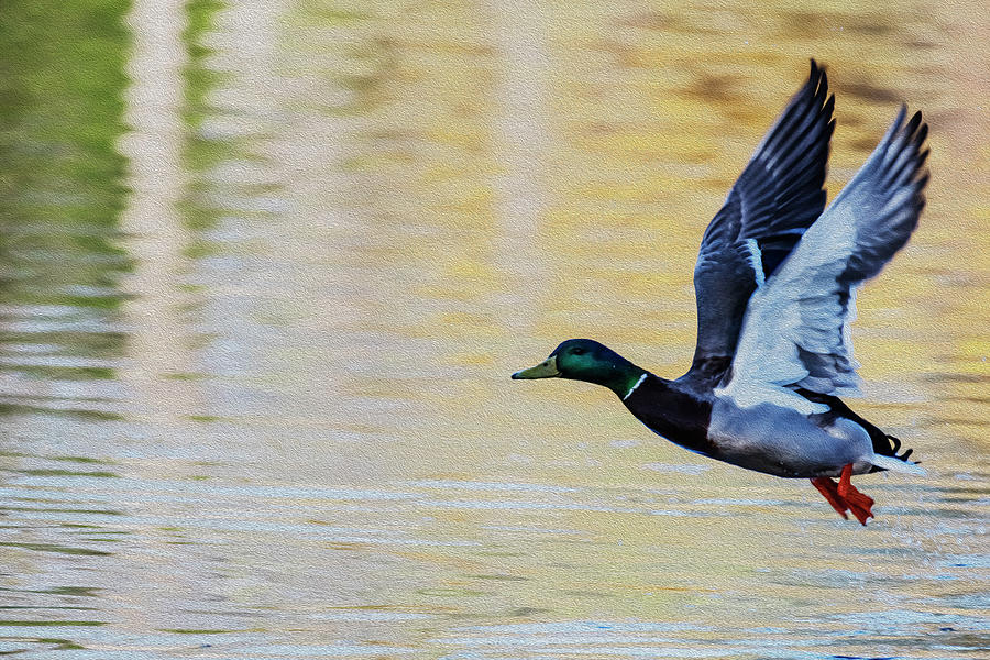 Duck Photograph - Male Mallard duck taking off by Vishwanath Bhat