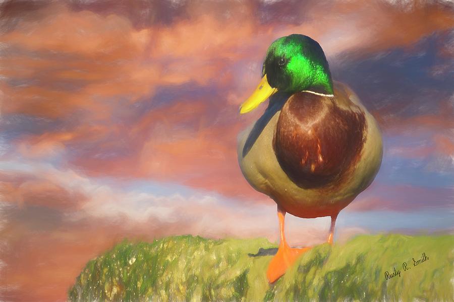 Male Mallard standing on a rock. by Rusty R Smith Male Mallard standing on a rock. by Rusty R Smith