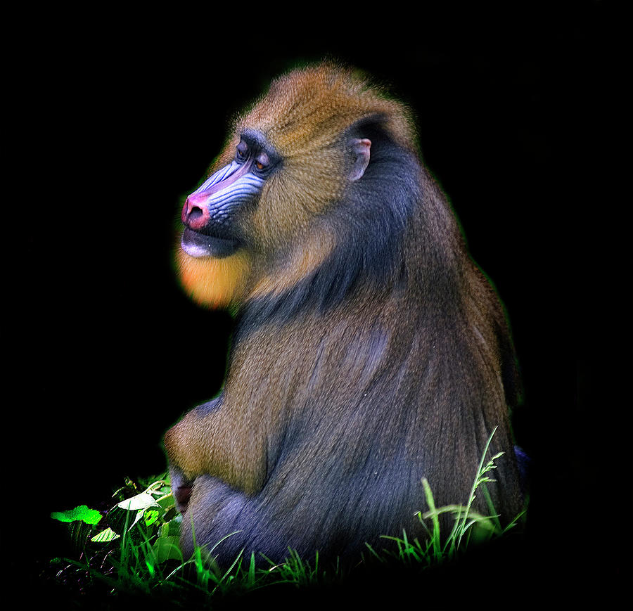 Male Mandrill Photograph by Photo By Steve Wilson
