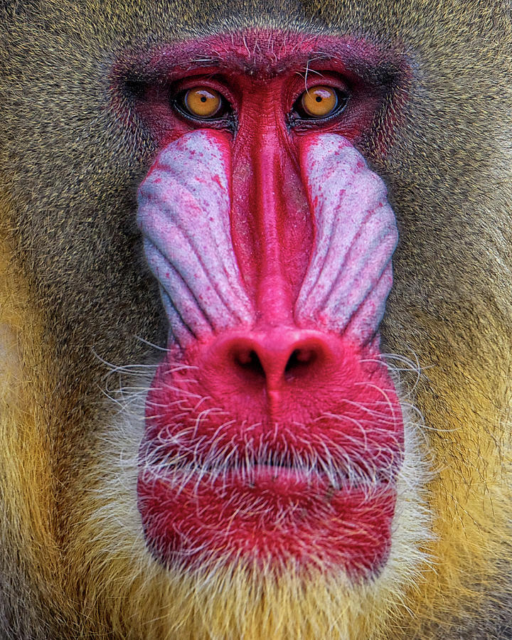 Male Mandrill Photograph by Vaillancourt Photography