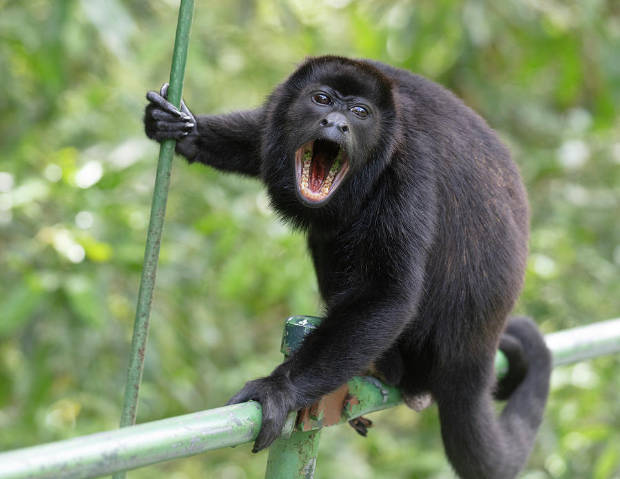 Male Mantled Howler Monkey On Foot Bridge, Costa Rica Photograph by ...