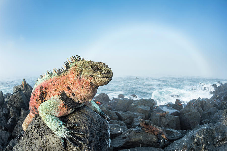 Male Marine Iguana And Fogbow Photograph by Tui De Roy