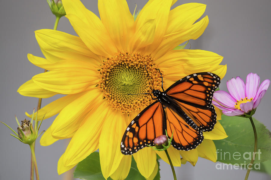 Male Monarch on Sunflower Photograph by Cheryl Baxter