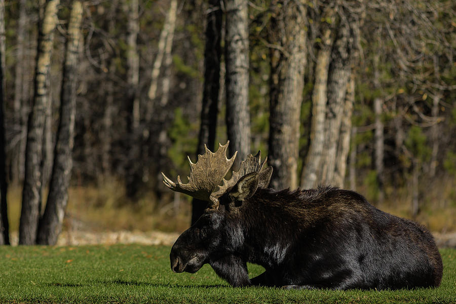 Male moose chilling Photograph by Julieta Belmont