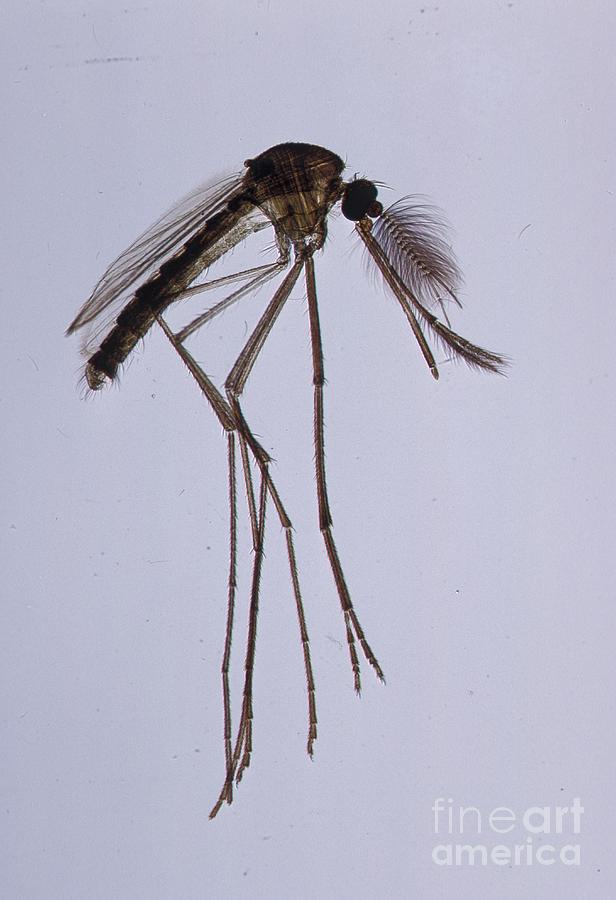 Male Mosquito (culex). Lm Photograph by Carolina Biological Supply Company/science Photo Library