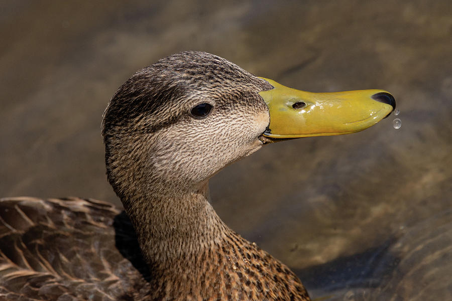 Male Mottled Duck Portrait Photograph