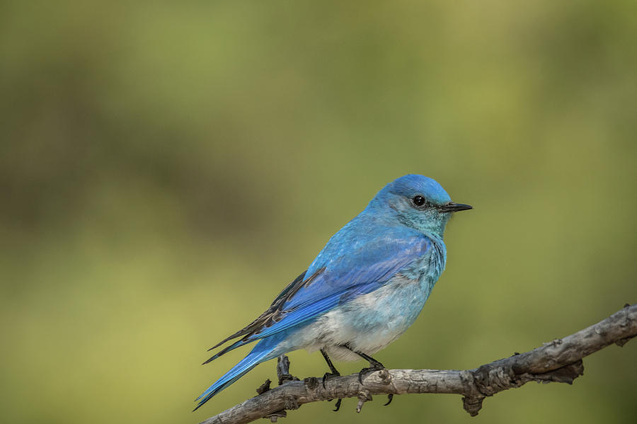 Male Mountain Bluebird Photograph by Constance Puttkemery