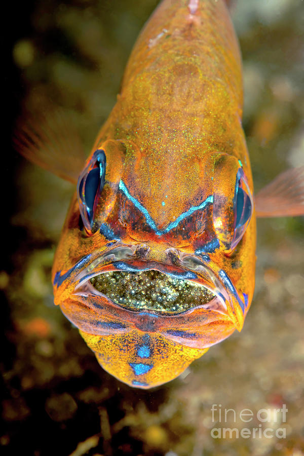 Male Mouth Brooding Ring-tailed Cardinal Fish Photograph by Louise Murray/science Photo Library