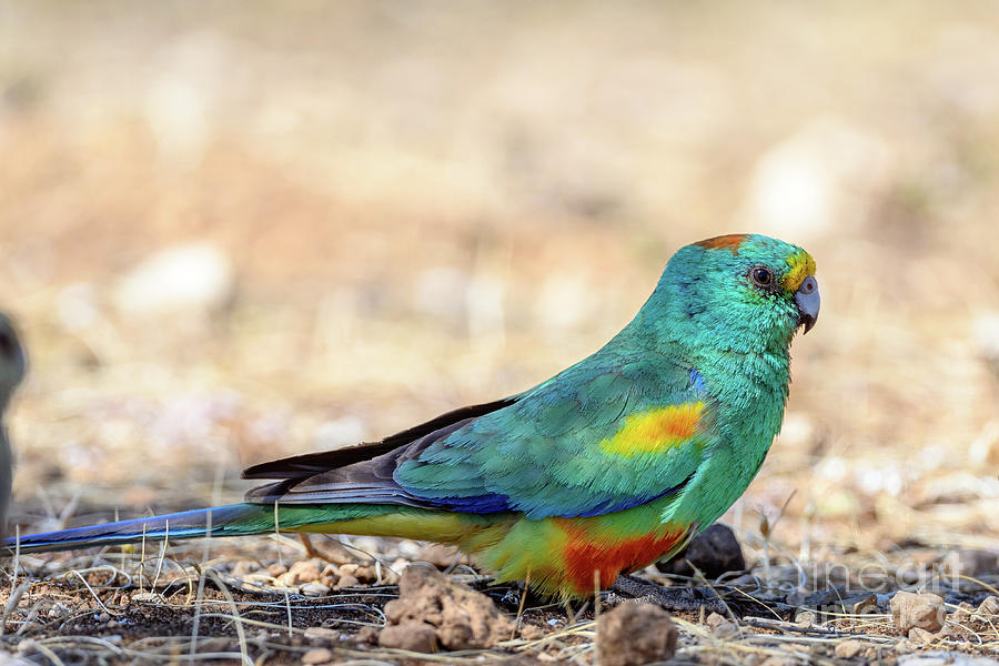 Male Mulga Parrot Photograph by Dr P. Marazzi/science Photo Library