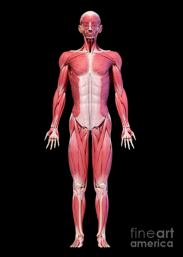 Male Musculature Photograph By Leonello Calvettiscience Photo Library Pixels