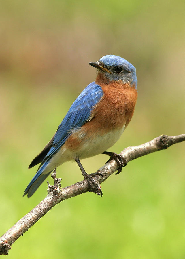 Male Northern Blue Bird Photograph by Jeffrey A Moore - Pixels