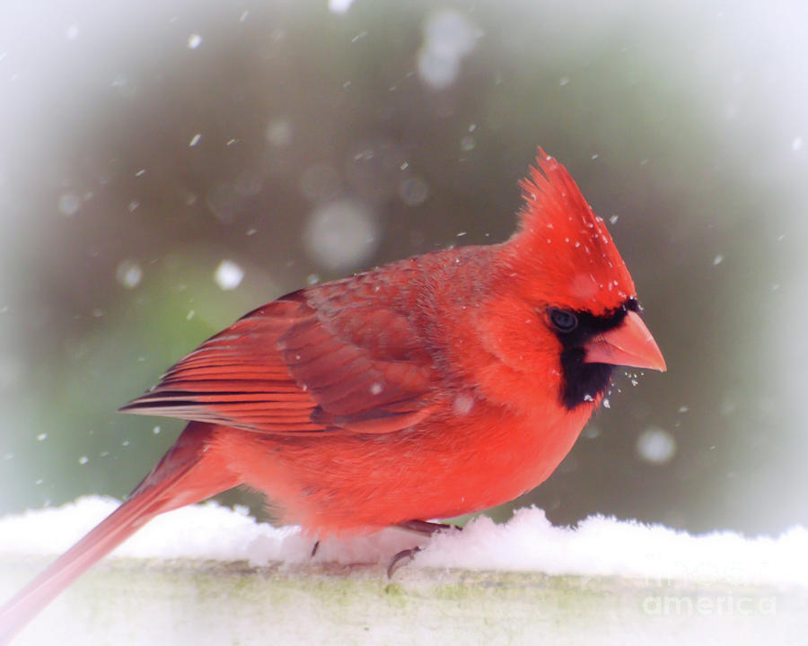 Cardinal Photograph - Male Northern Cardinal as the Snow Falls by Kerri Farley