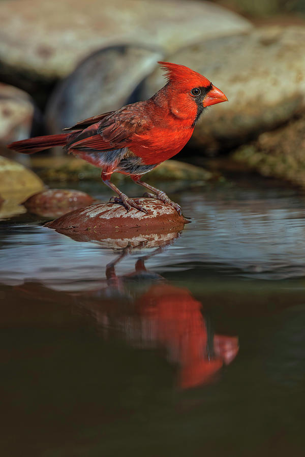 Male Northern Cardinal Bathing In Small Photograph by Adam Jones - Fine ...