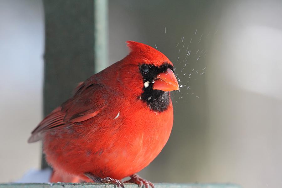 Male Northern Cardinal Photograph by Davandra Cribbie