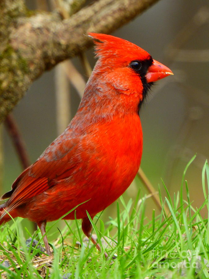 Male Northern Cardinal  Photograph by Eunice Miller