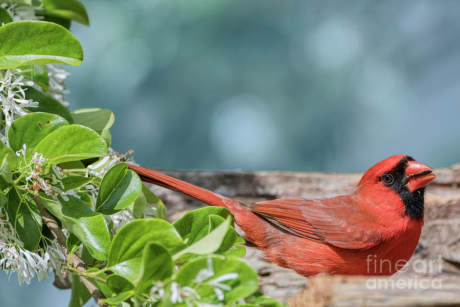 Male Northern Cardinal Feeding Near Fringe Tree Photograph by Bonnie Barry