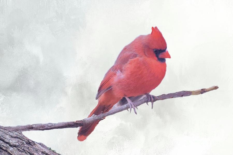 Cardinal Photograph - Male Northern Cardinal  by Janette Boyd