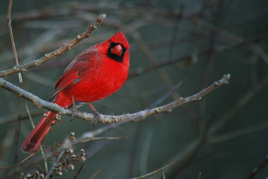 Male Northern Cardinal Photograph by John A. Beatty