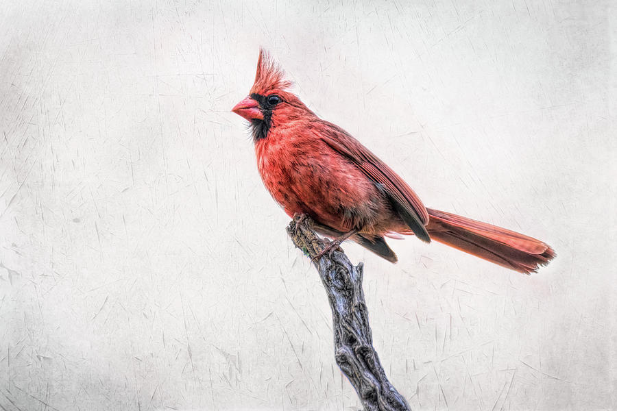 Male Northern Cardinal On A Snag Photograph