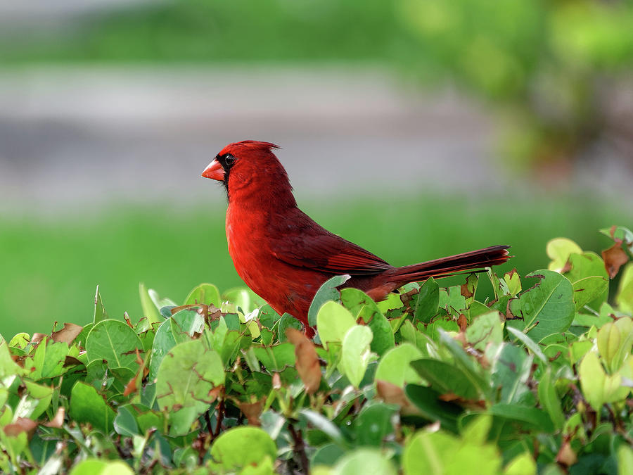 Male Northern Cardinal on Bush Photograph by Jill Nightingale