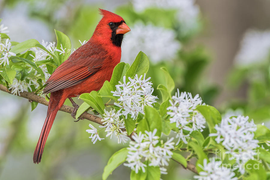 Male Northern Cardinal on Chinese Fringe Tree Branch Photograph by Bonnie Barry