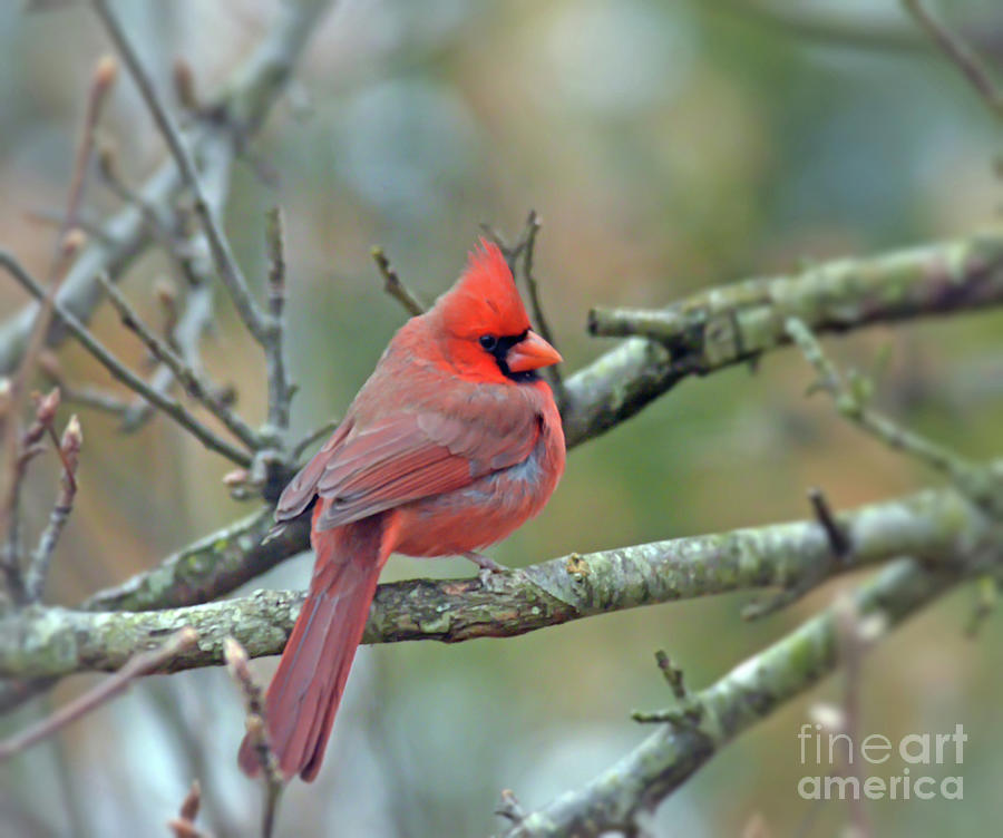 Male Northern Cardinal - Posing On a Branch Photograph by Kerri Farley