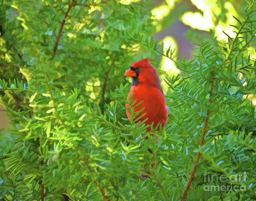 Male Northern Cardinal - Red Bird in the Pines Photograph by Kerri Farley