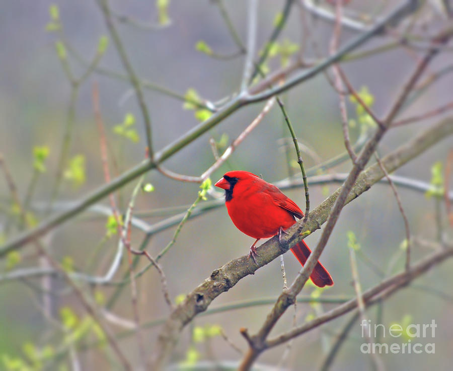 Male Northern Cardinal Surrounded by Spring by Kerri Farley Male Northern Cardinal Surrounded by Spring by Kerri Farley