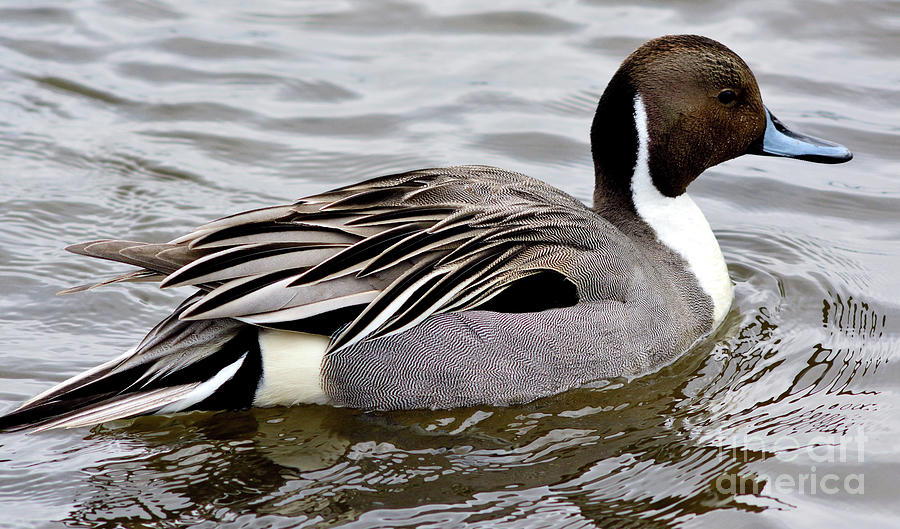 Male Northern Pintail Duck 2 Photograph by Terry Elniski