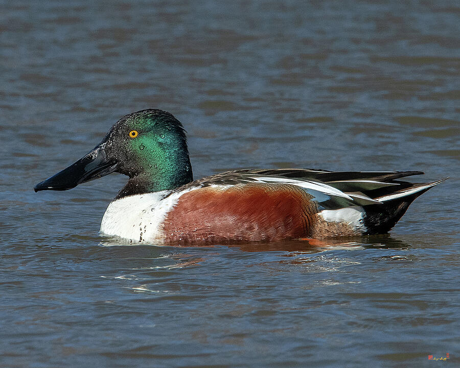 Male Northern Shoveler DWF0192 by Gerry Gantt Male Northern Shoveler DWF0192 by Gerry Gantt