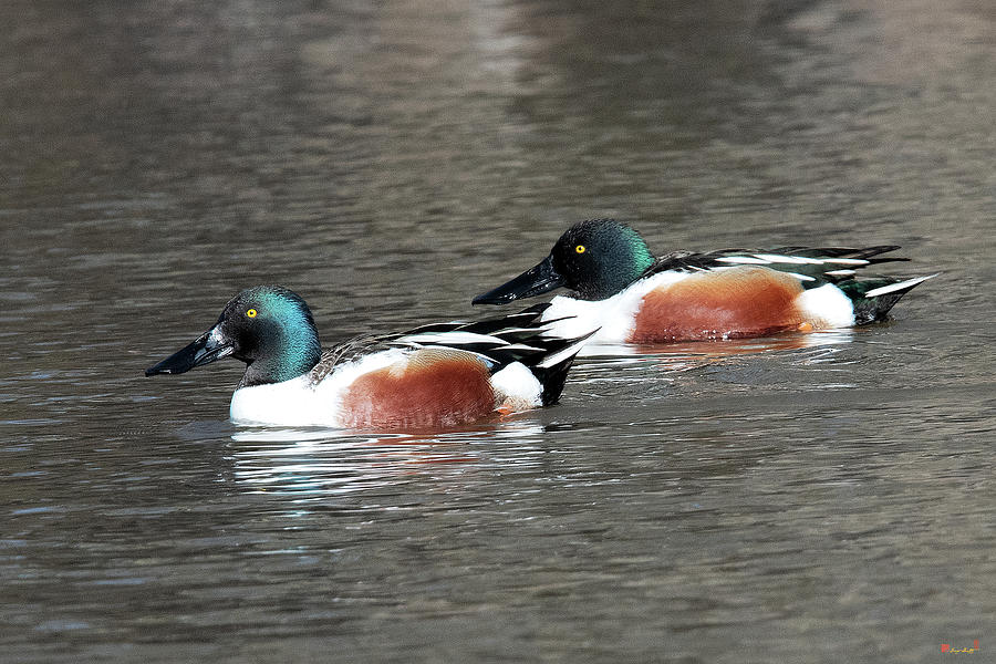 Male Northern Shovelers DWF0188 by Gerry Gantt Male Northern Shovelers DWF0188 by Gerry Gantt