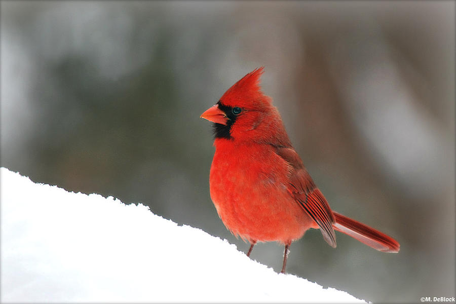 Male Northern Cardinal in Snow Photograph by Marilyn DeBlock