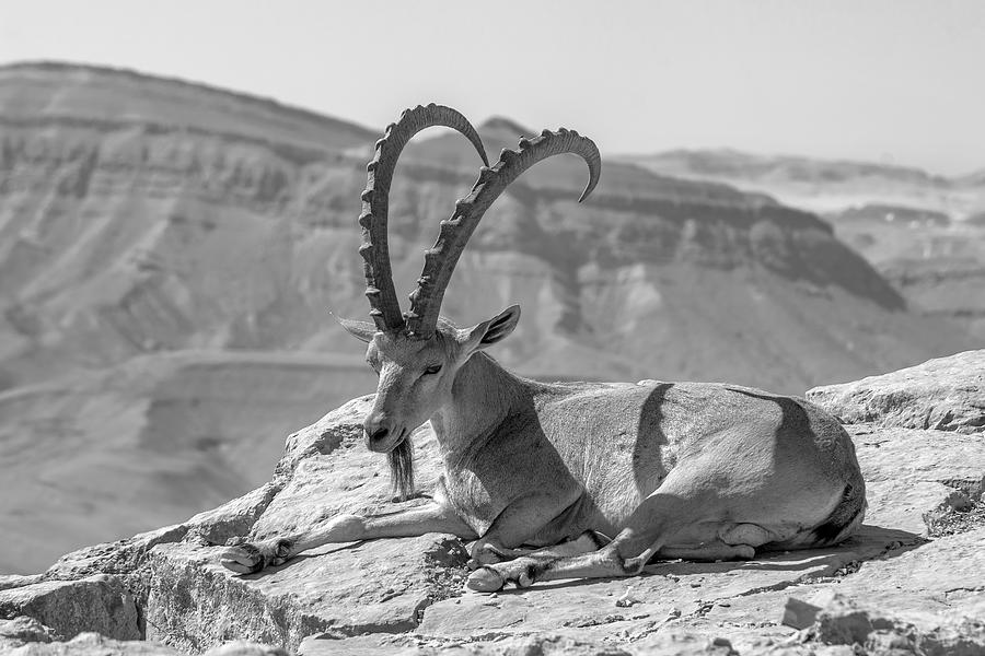 Male Nubian Ibex, Makhtesh (crater) Ramon Photograph by Ran Dembo