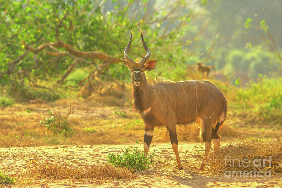 Male of Greater Nyala Photograph by Benny Marty