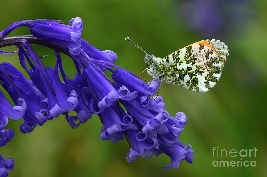 Male Orange-tip Butterfly Photograph by Colin Varndell/science Photo Library